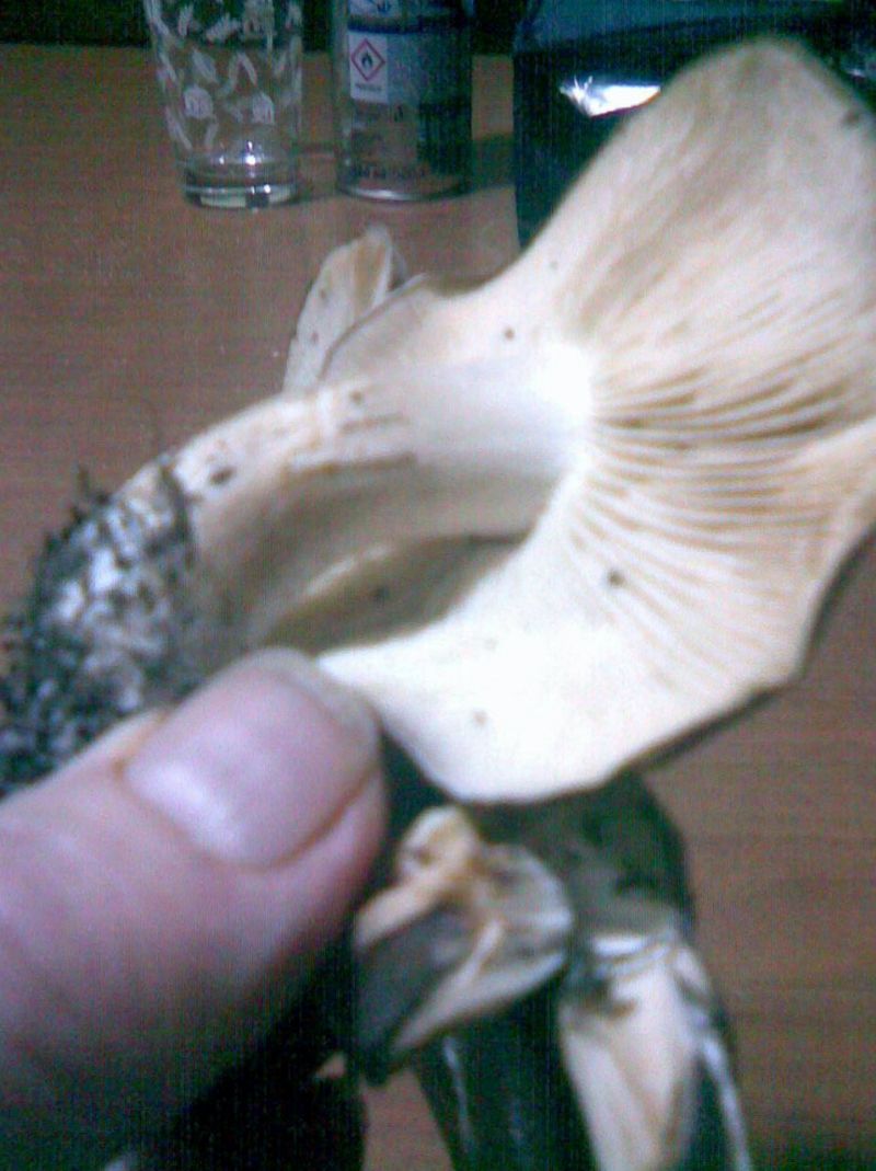 Armillaria o no e quale tipo.